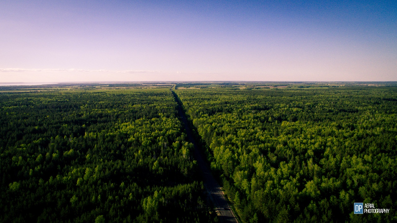 Лесной массив Старомайнского района. Фото: Аэросъемка Ульяновск | (DP) Aerial Photography.